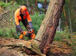 Hartsdale, NY Tree Removal Services Company