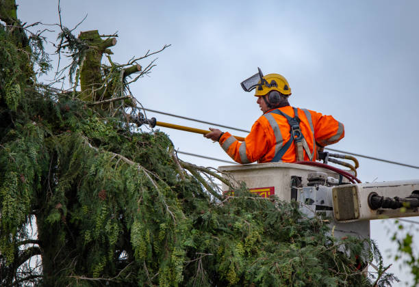 Best Tree Trimming and Pruning  in Hartsdale, NY