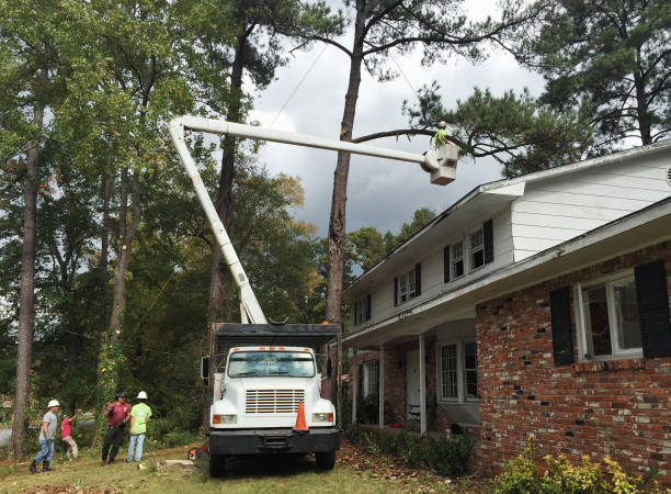  Hartsdale, NY Tree Removal Services Pros