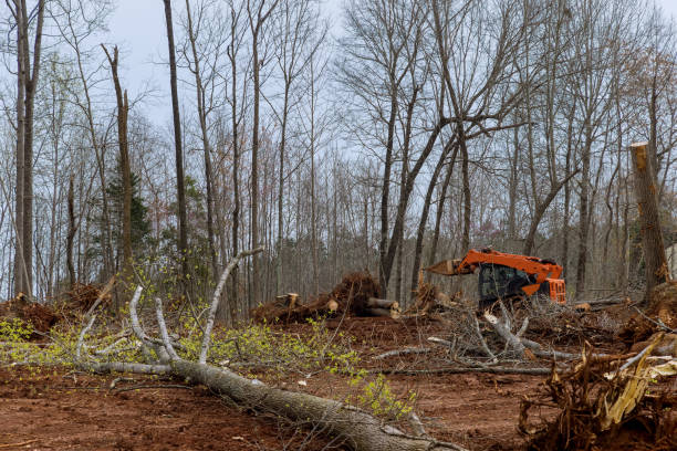 Best Lot and Land Clearing  in Hartsdale, NY