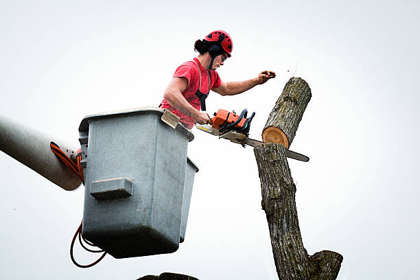 Best Commercial Tree Services  in Hartsdale, NY